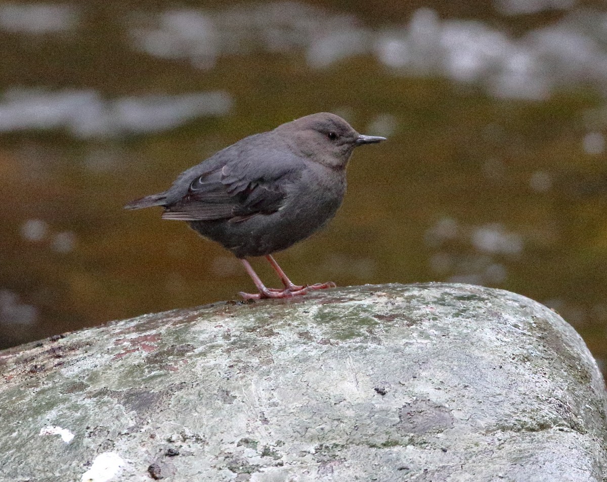 American Dipper - ML618899374