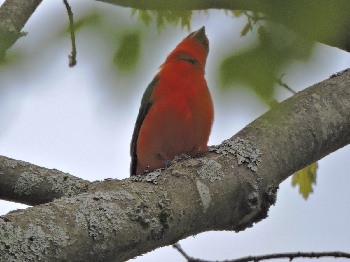 Scarlet Tanager - ML618899376