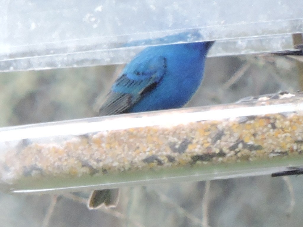 Indigo Bunting - ML618899393