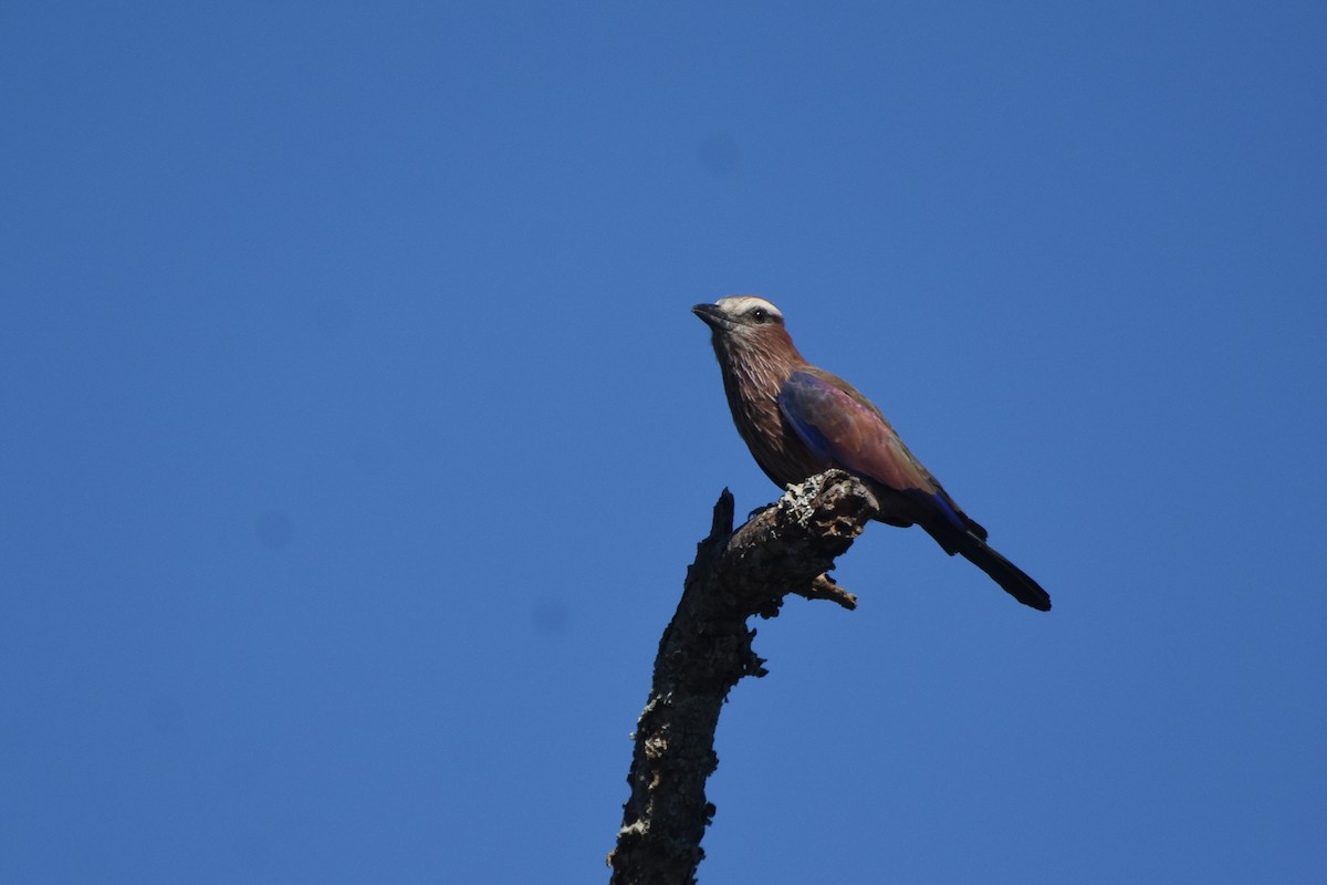 Rufous-crowned Roller - isaac kilusu