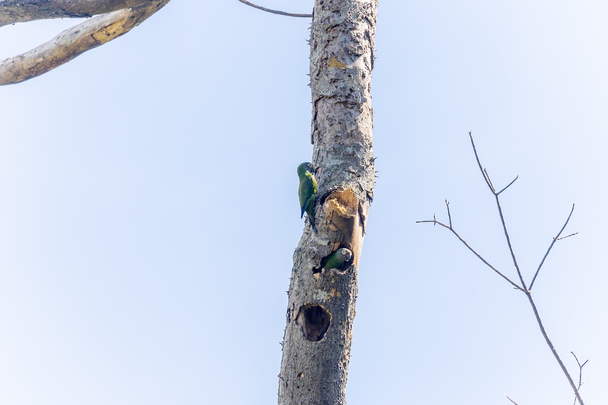 Mealy Parrot - Alejandro Neri Pérez