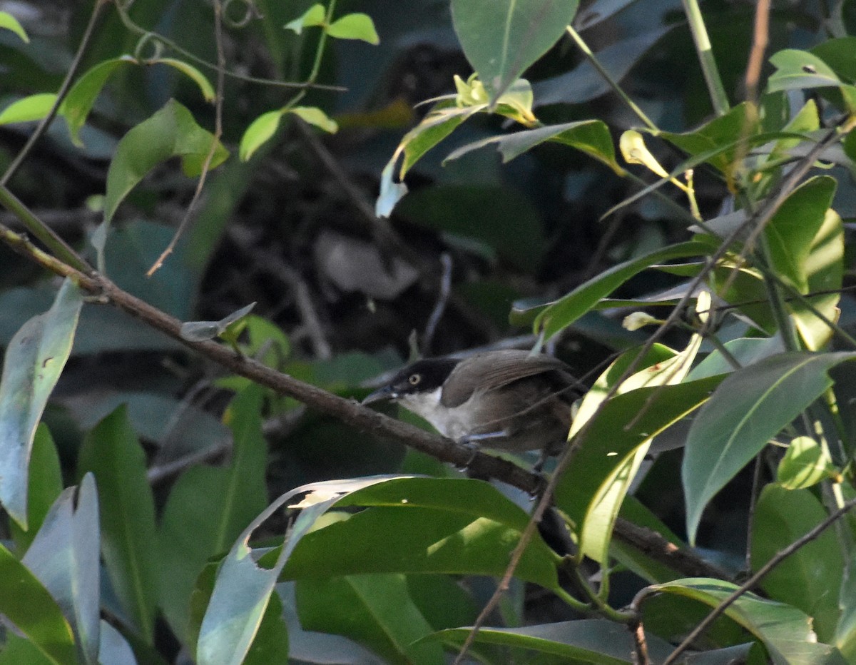 Dark-fronted Babbler - ML618899418