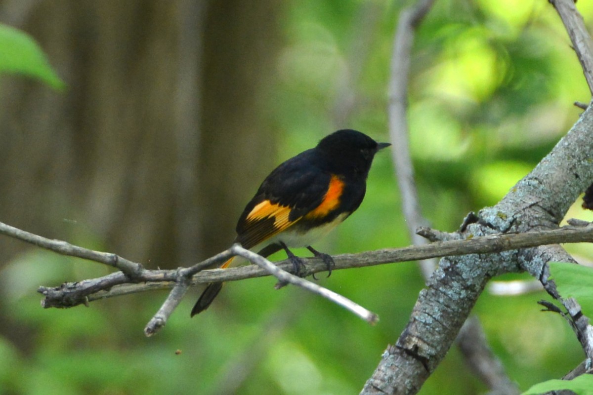 American Redstart - Victor Webber