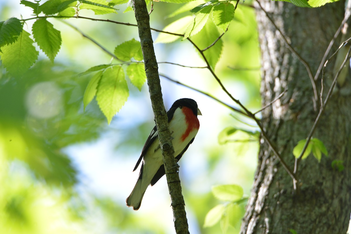 Rose-breasted Grosbeak - Victor Webber