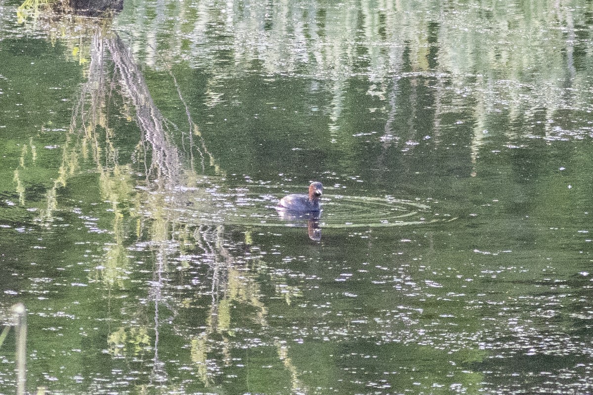 Little Grebe - Radoslav Devedzhiev