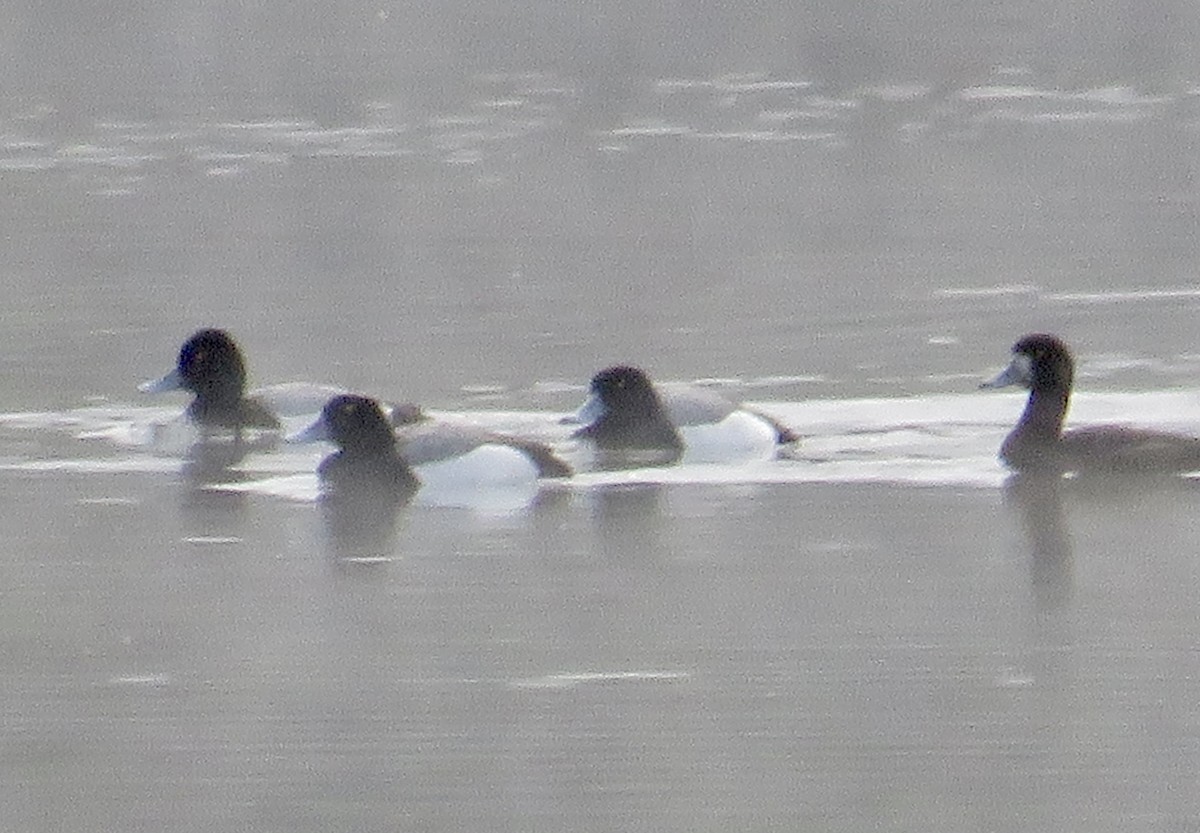 Greater Scaup - ML618899450
