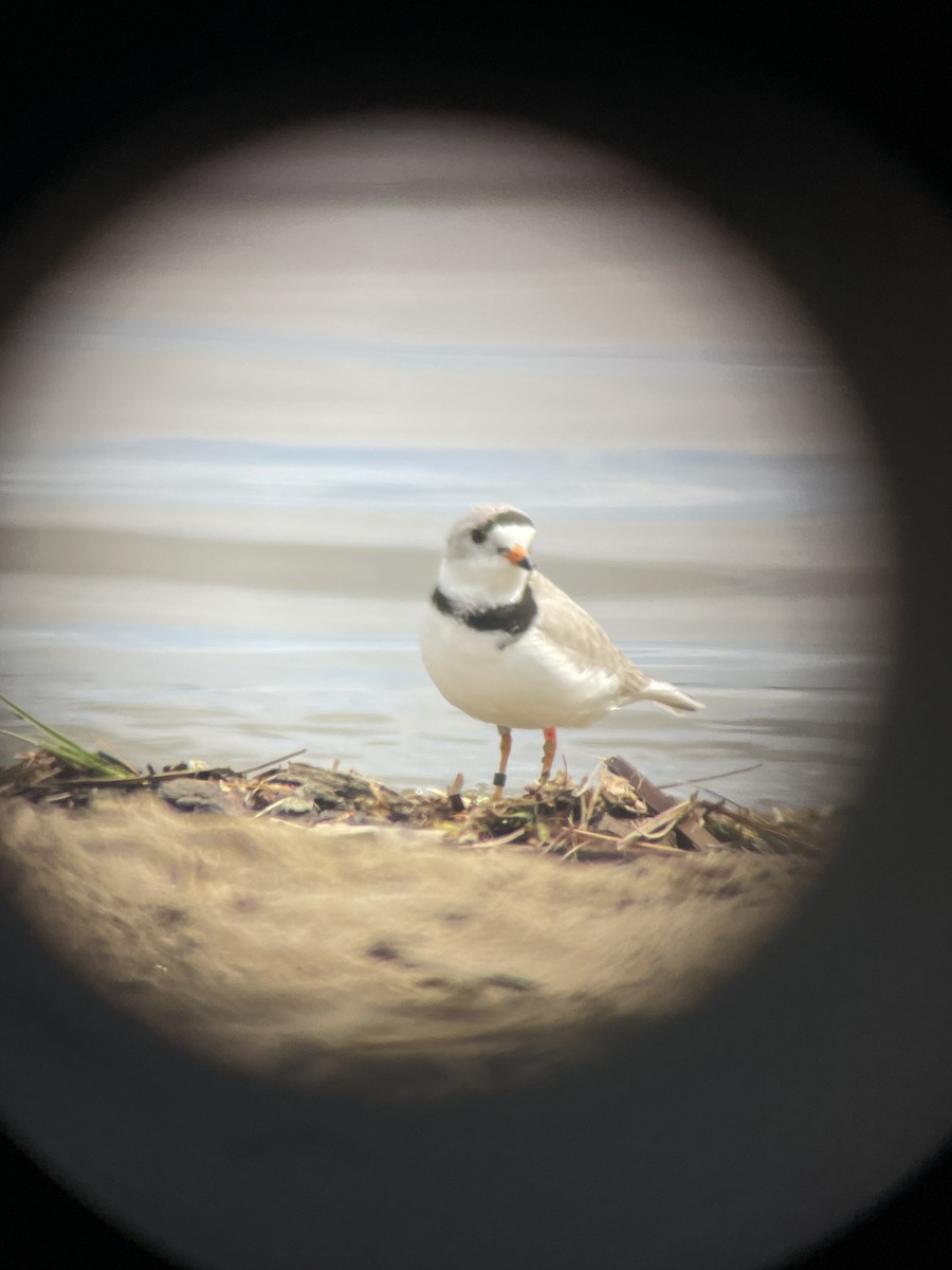 Piping Plover - Marc St. Onge