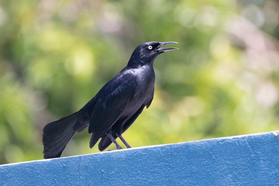 Greater Antillean Grackle - Greg Bodker