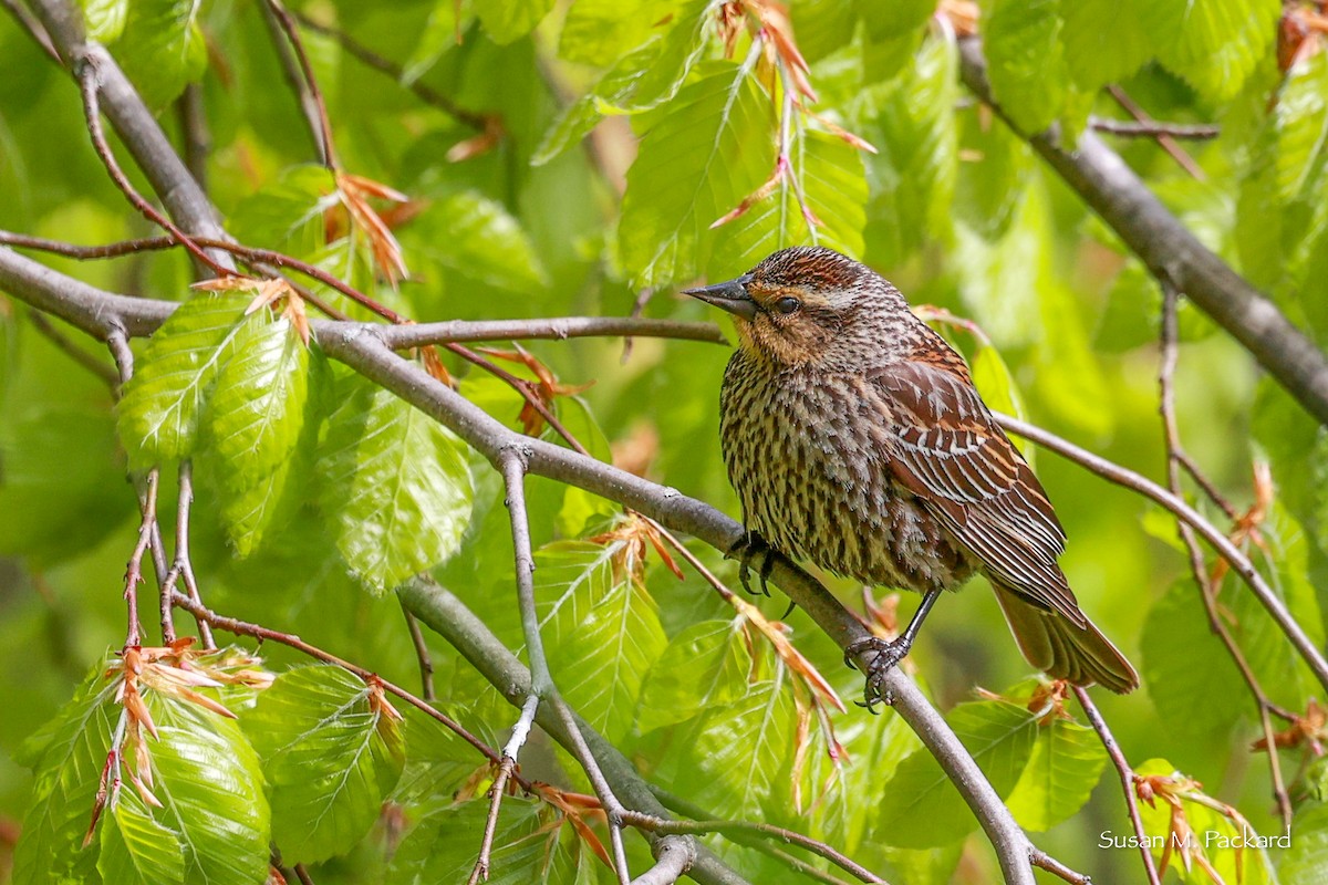 Red-winged Blackbird - ML618899470