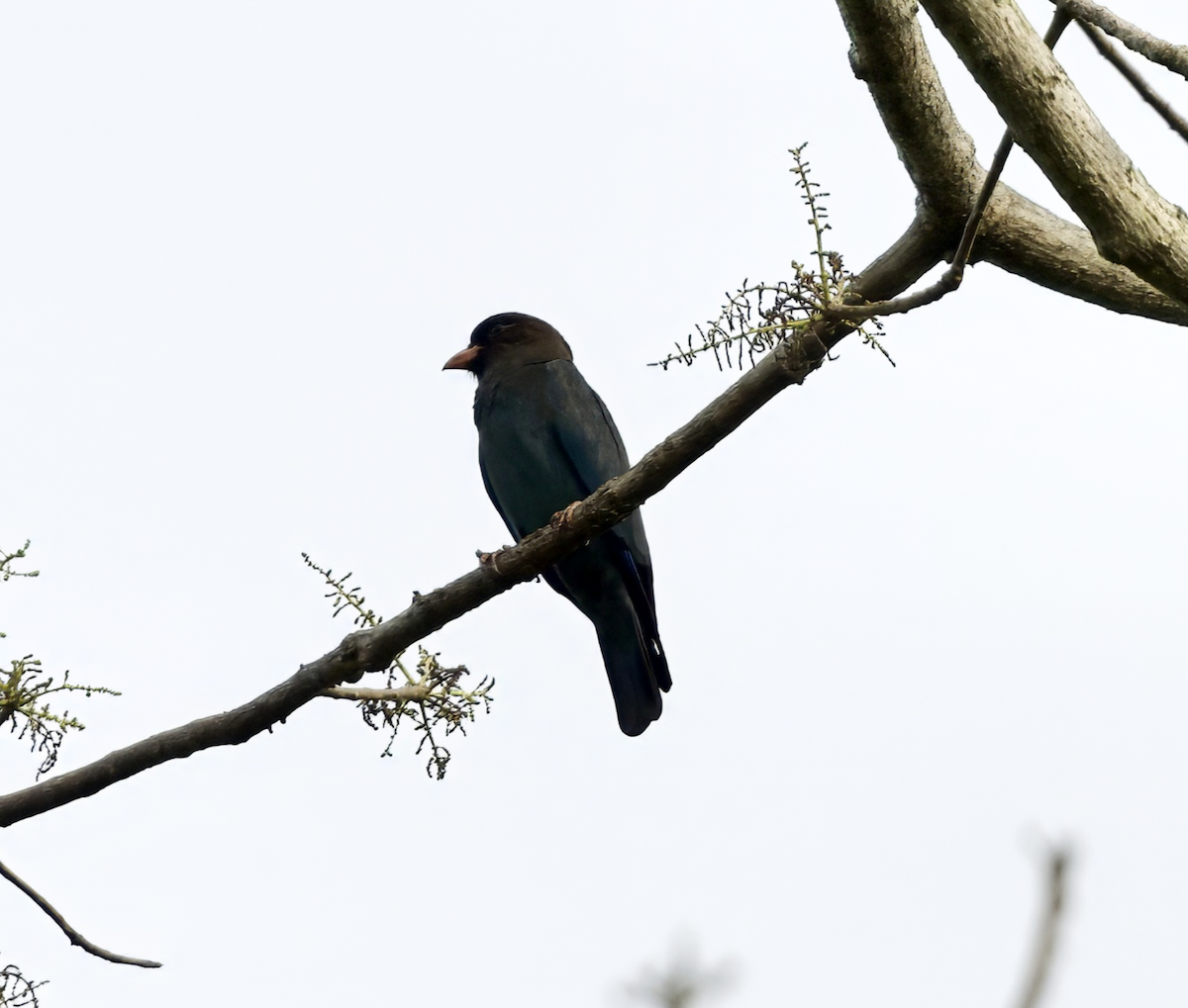 Dollarbird - Joseph Tobias