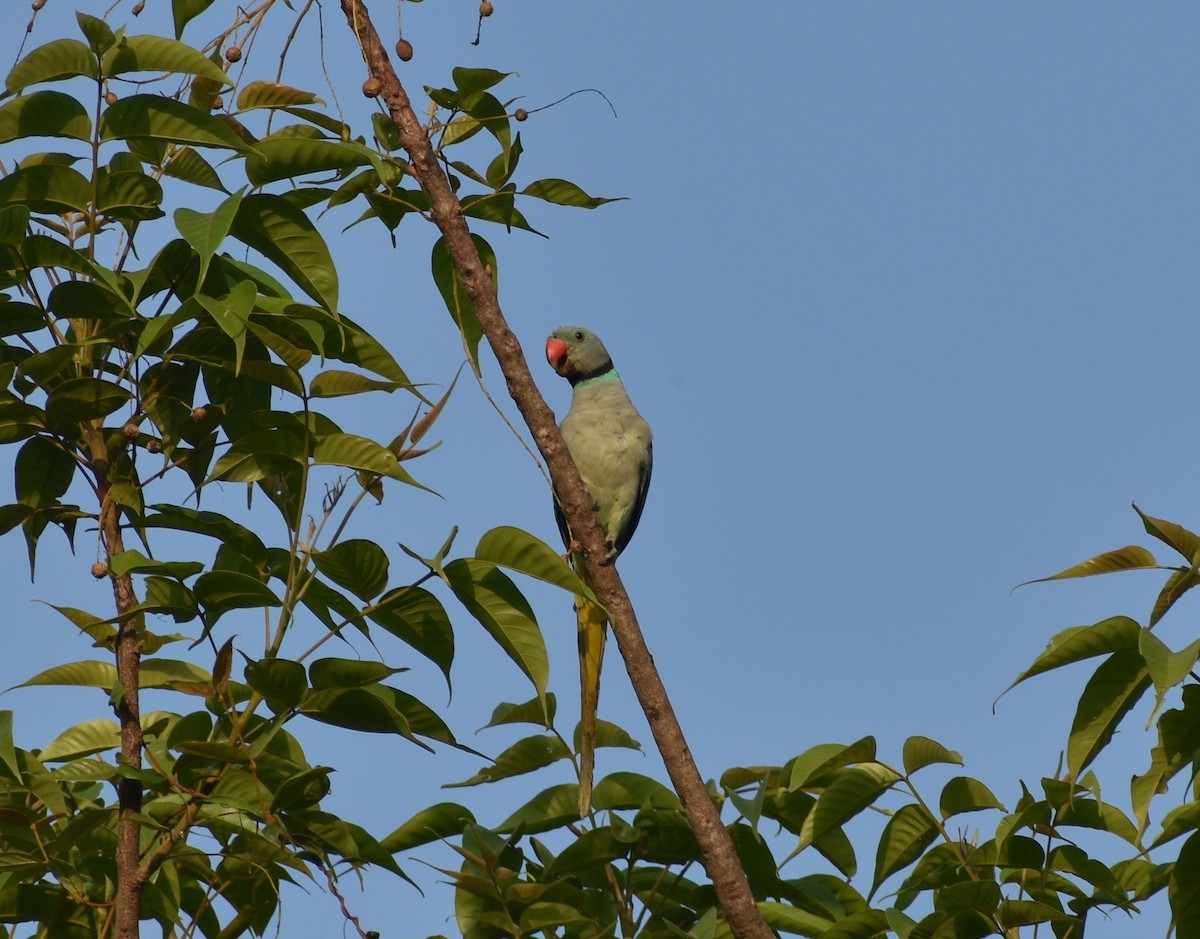 Malabar Yeşil Papağanı - ML618899526