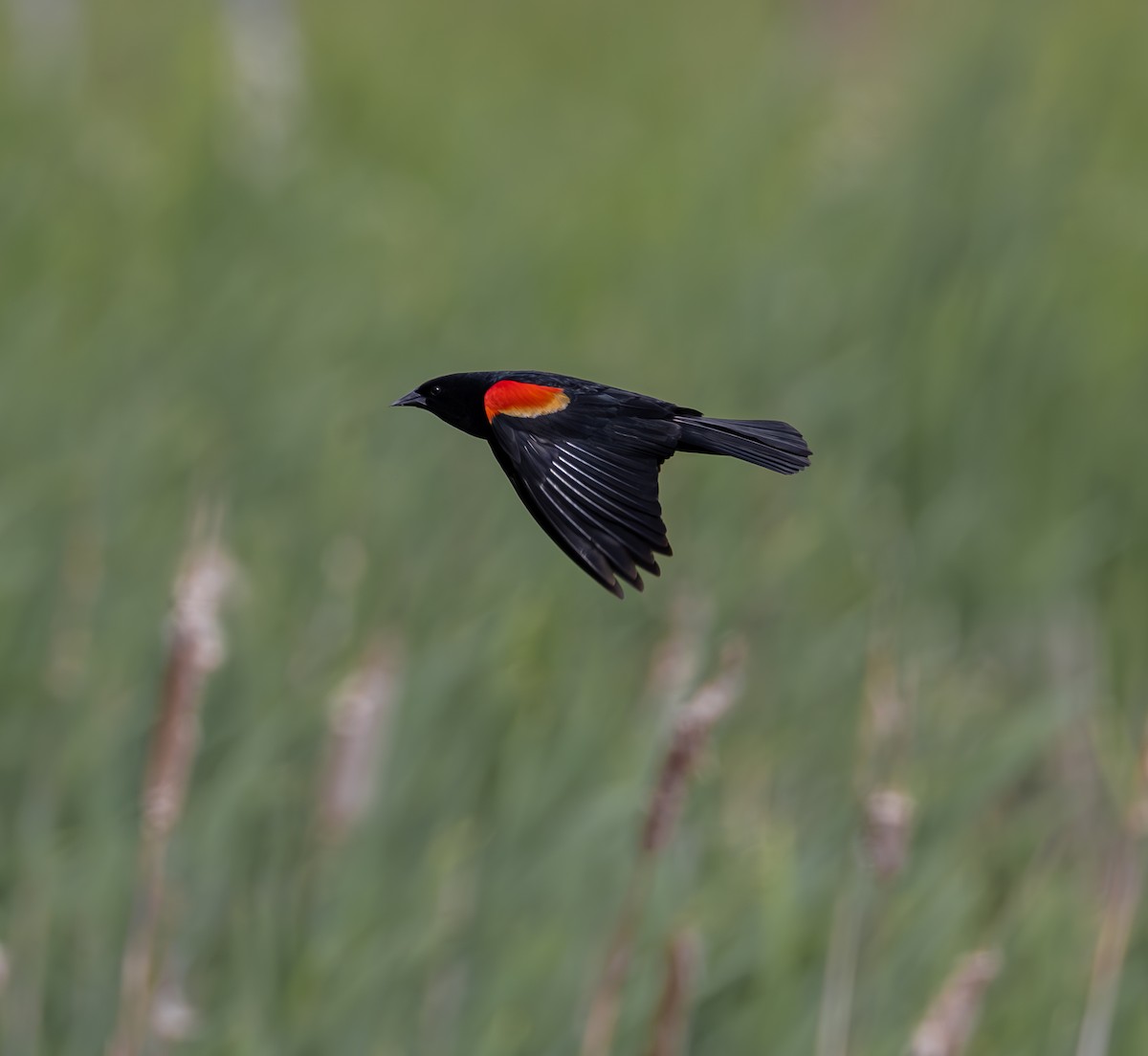 Red-winged Blackbird - Beth Marlin Lichter