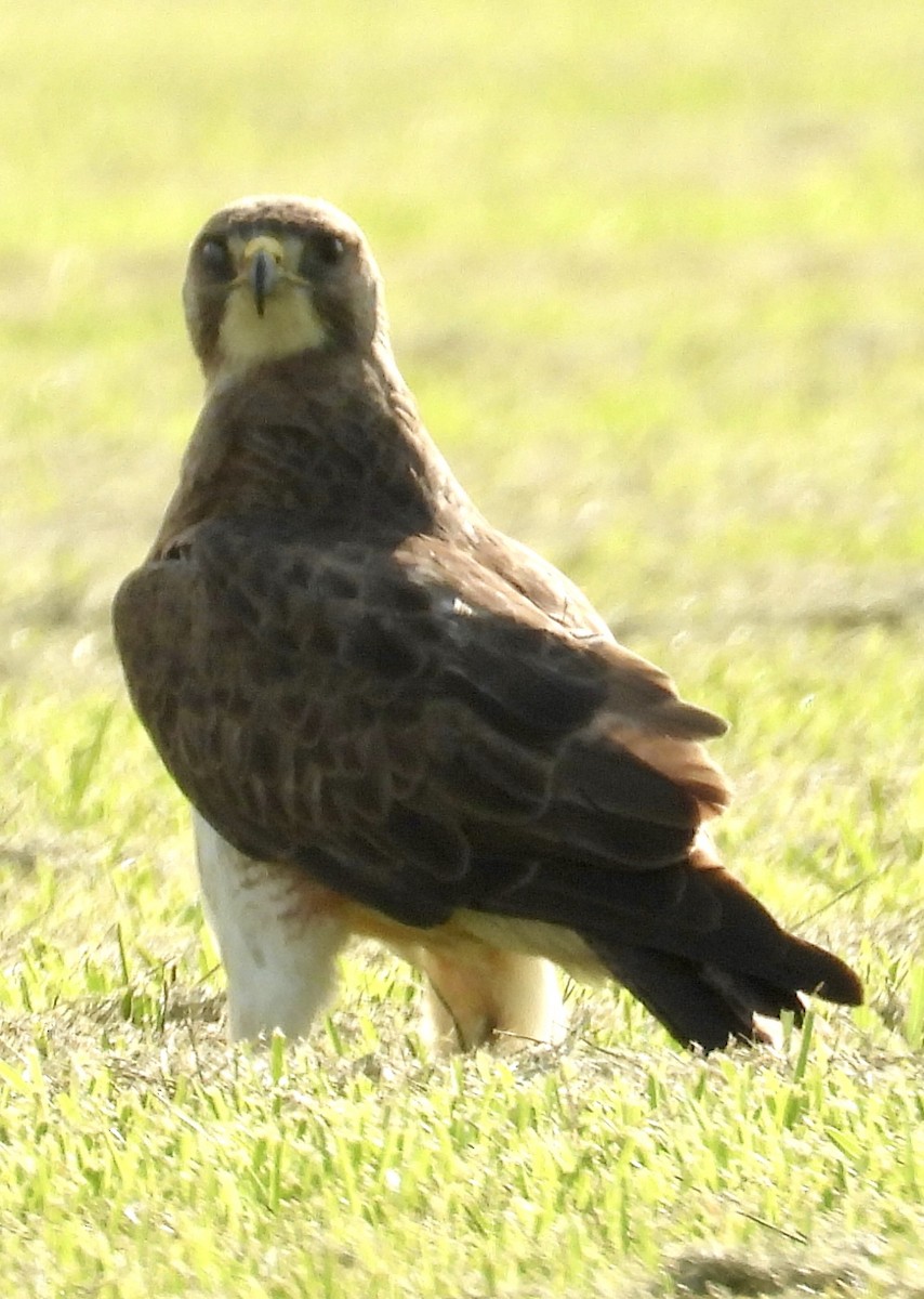 Swainson's Hawk - Lawrence Datnoff