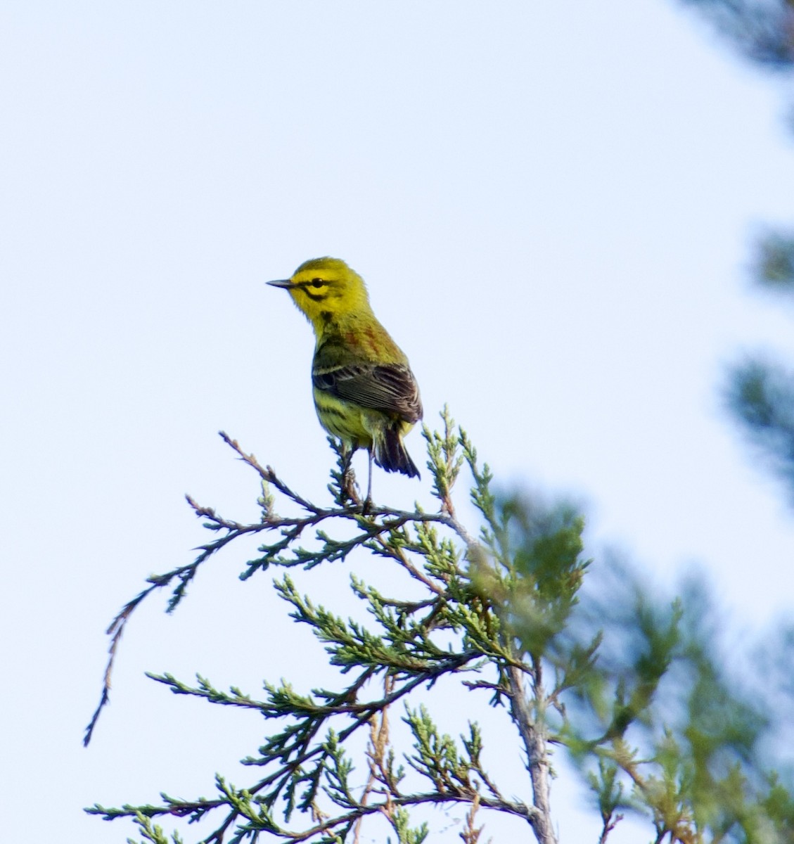 Prairie Warbler - Beth Gallegos