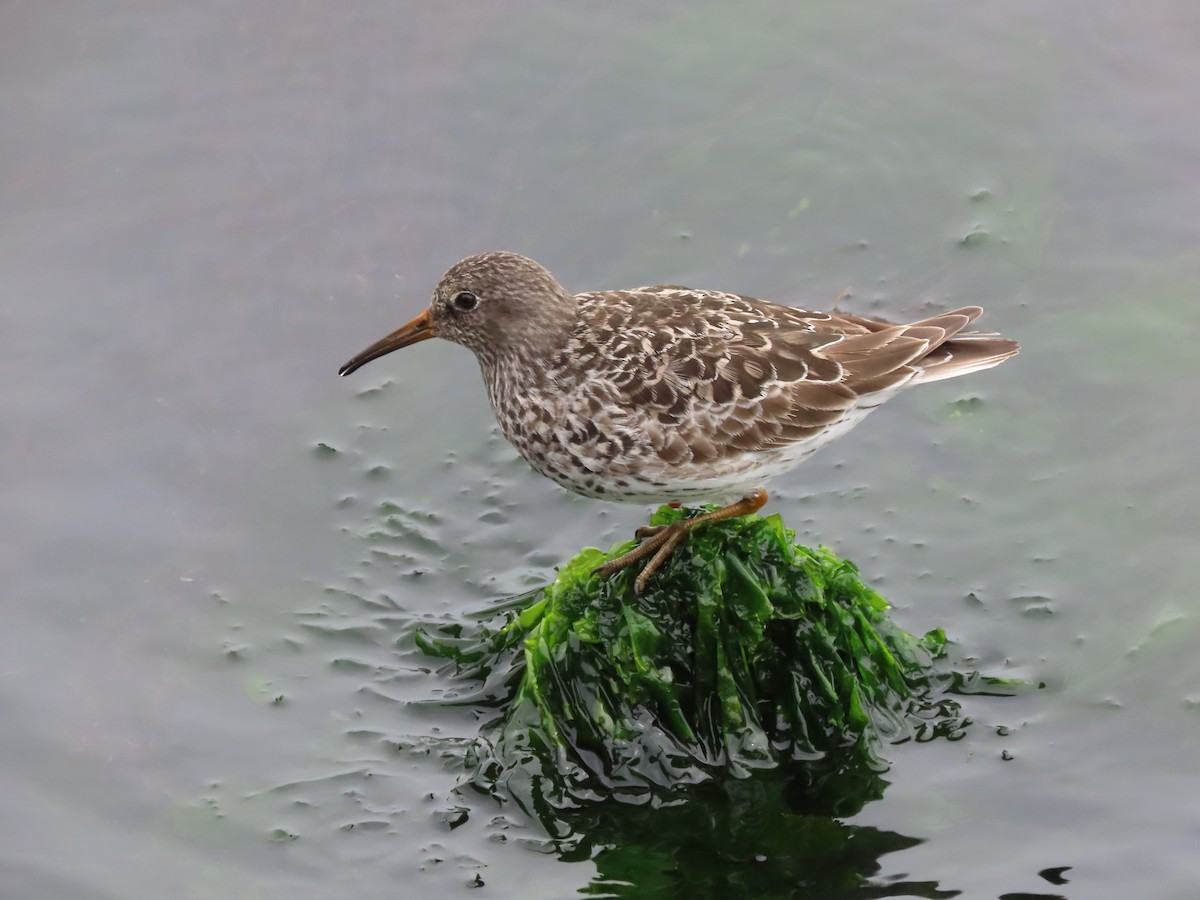 Purple Sandpiper - Patricia Lalonde