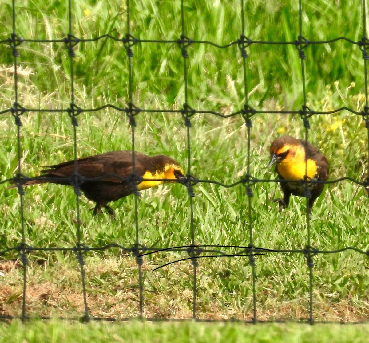 Yellow-headed Blackbird - Lawrence Datnoff