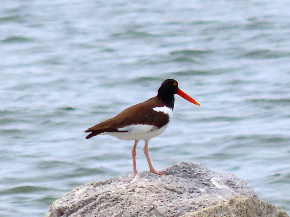 American Oystercatcher - Patricia Lalonde