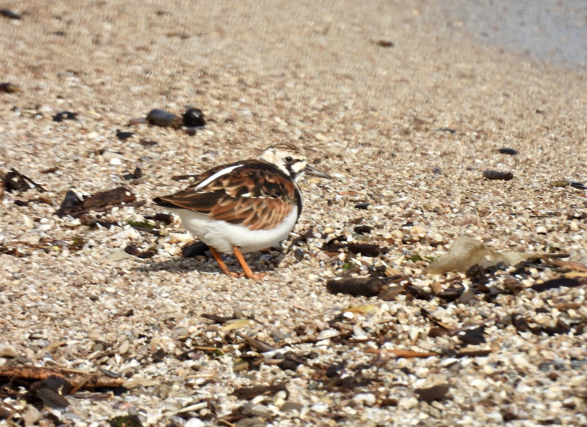 Ruddy Turnstone - Corinna Honscheid