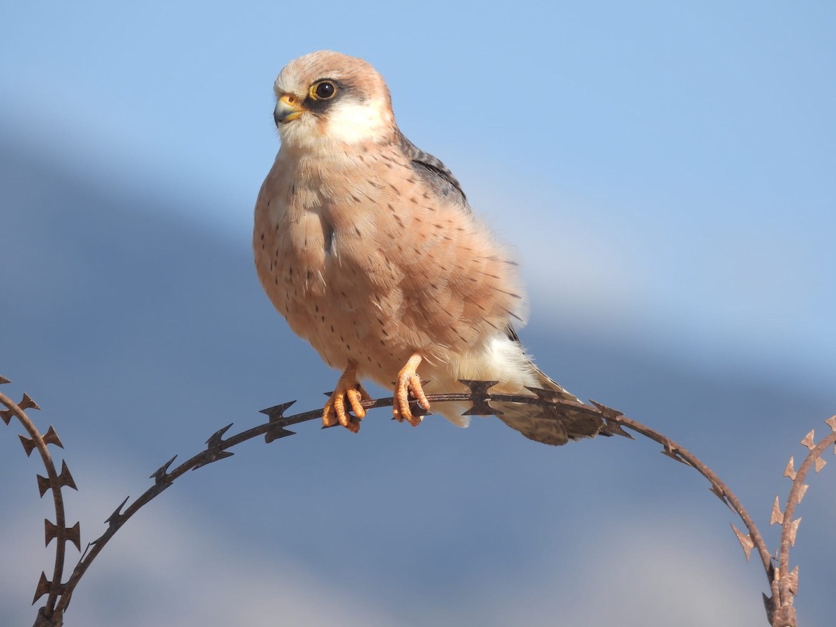 Red-footed Falcon - ML618899611