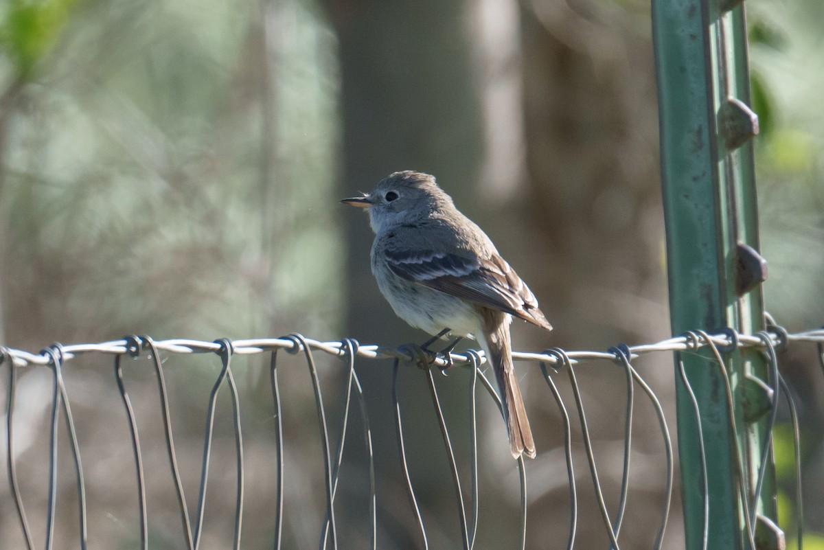 Gray Flycatcher - Linda Chittum