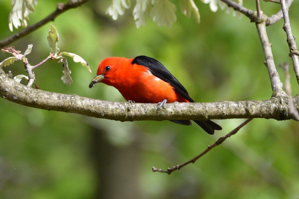 Scarlet Tanager - ML618899621