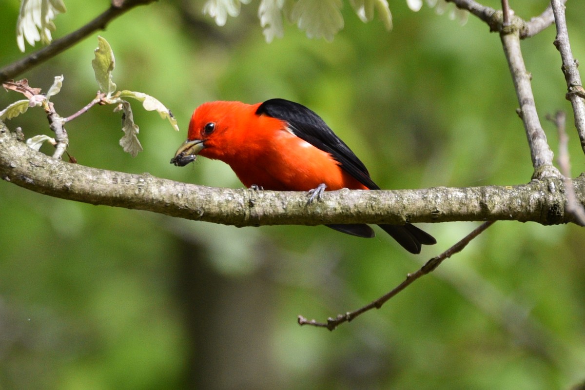 Scarlet Tanager - ML618899623