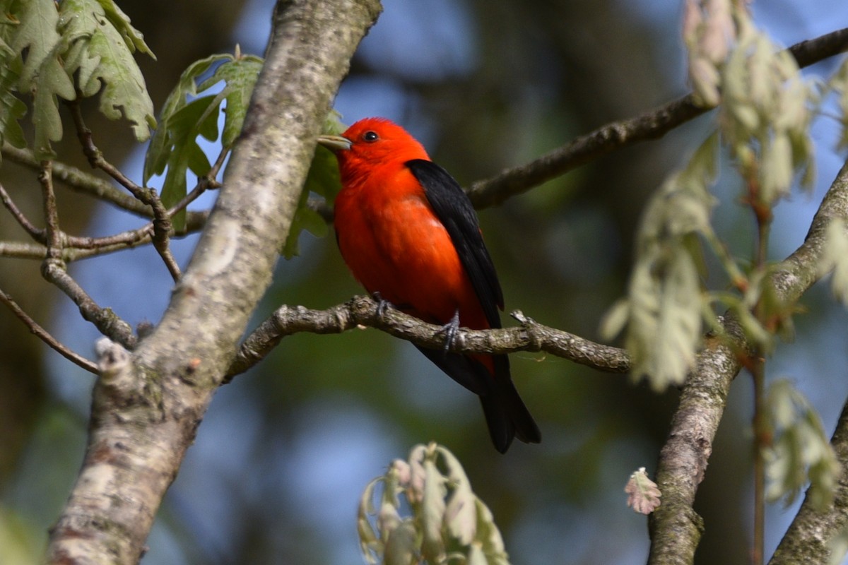 Scarlet Tanager - ML618899624