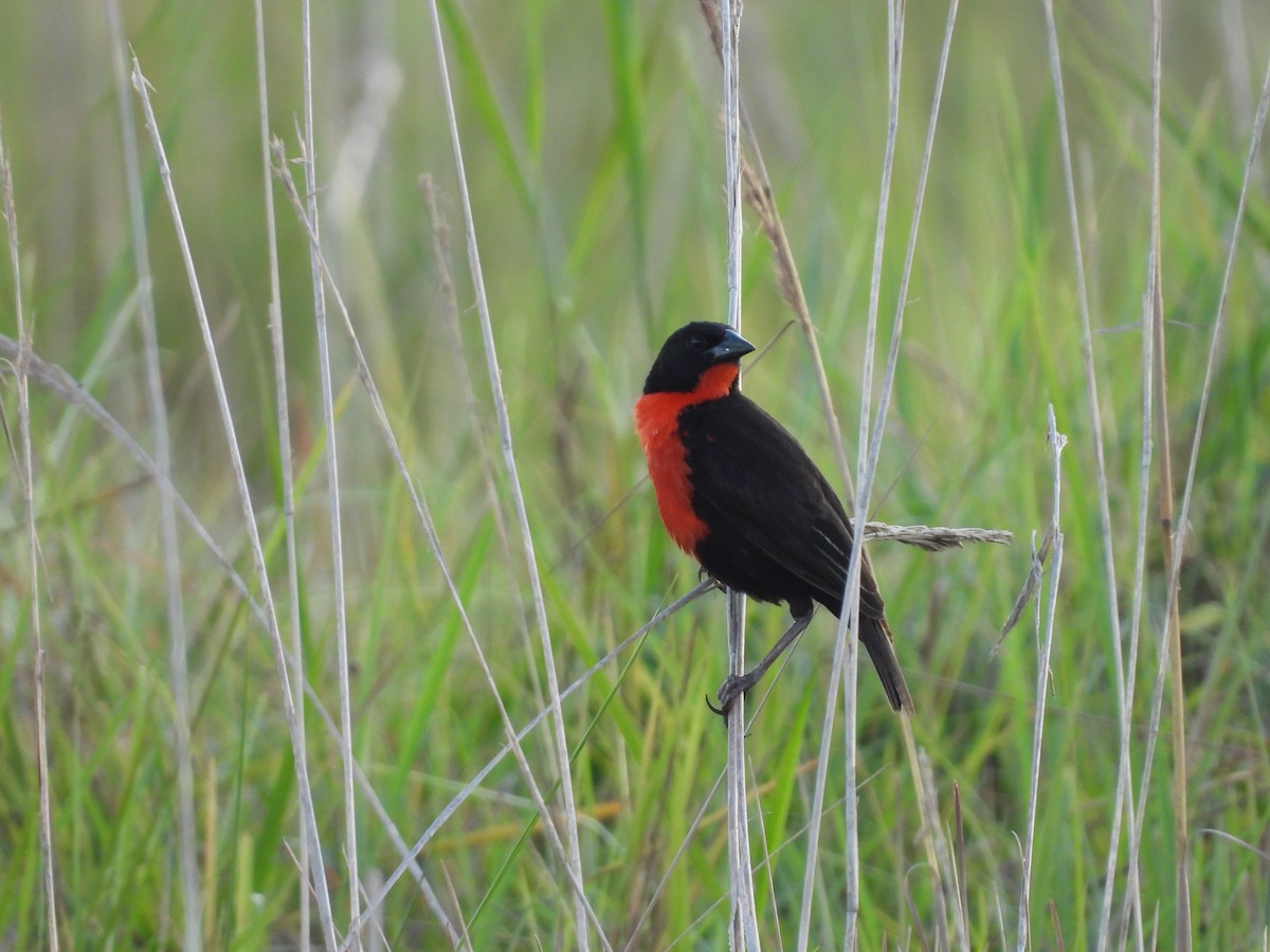 Red-breasted Meadowlark - Jairo Bejarano Arias