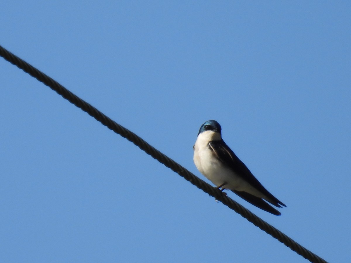 Tree Swallow - Tina Toth