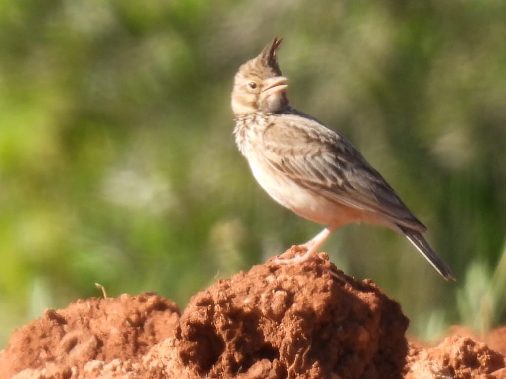 Crested Lark - ML618899649