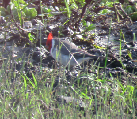 Red-crested Cardinal - ML618899675