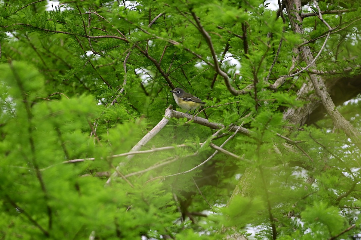 Blue-headed Vireo - Shelley Funai