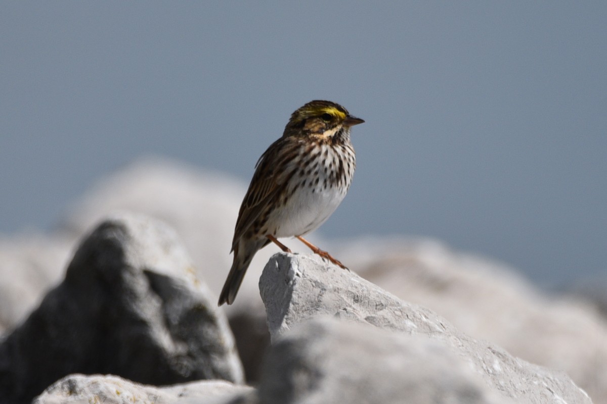 Savannah Sparrow - ML618899696