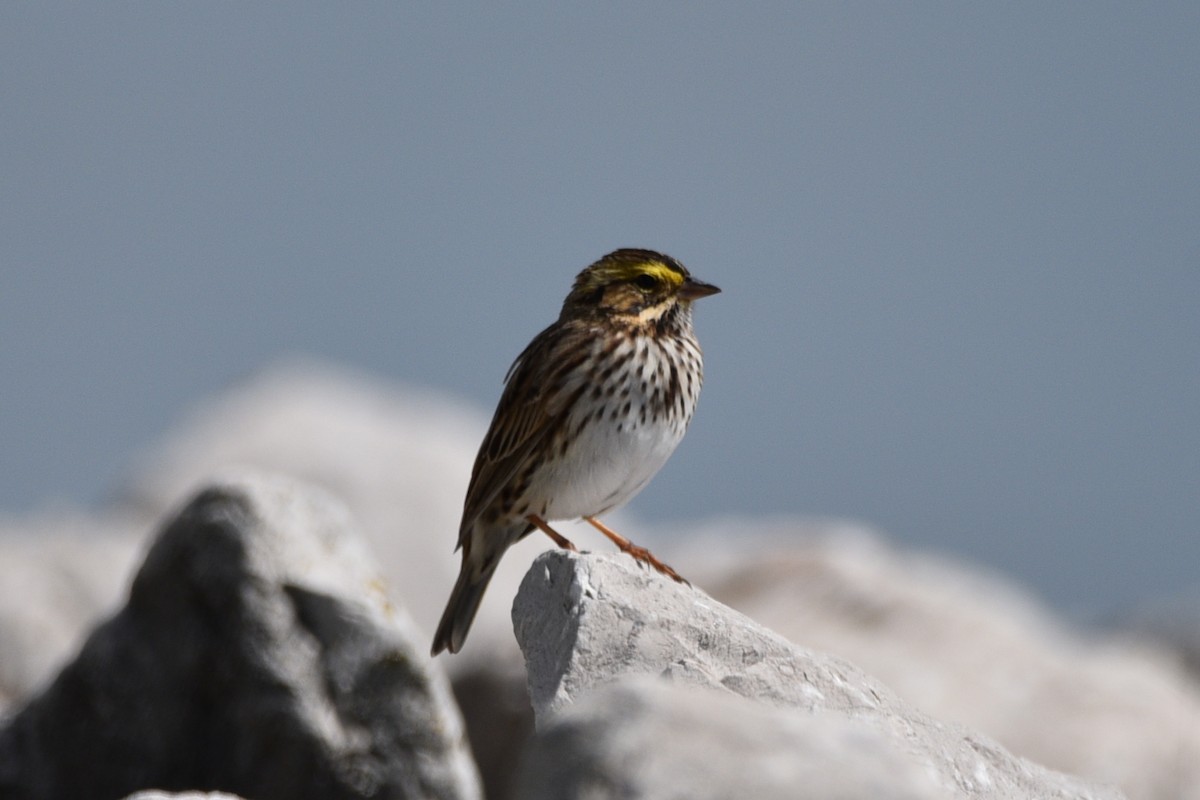 Savannah Sparrow - ML618899697