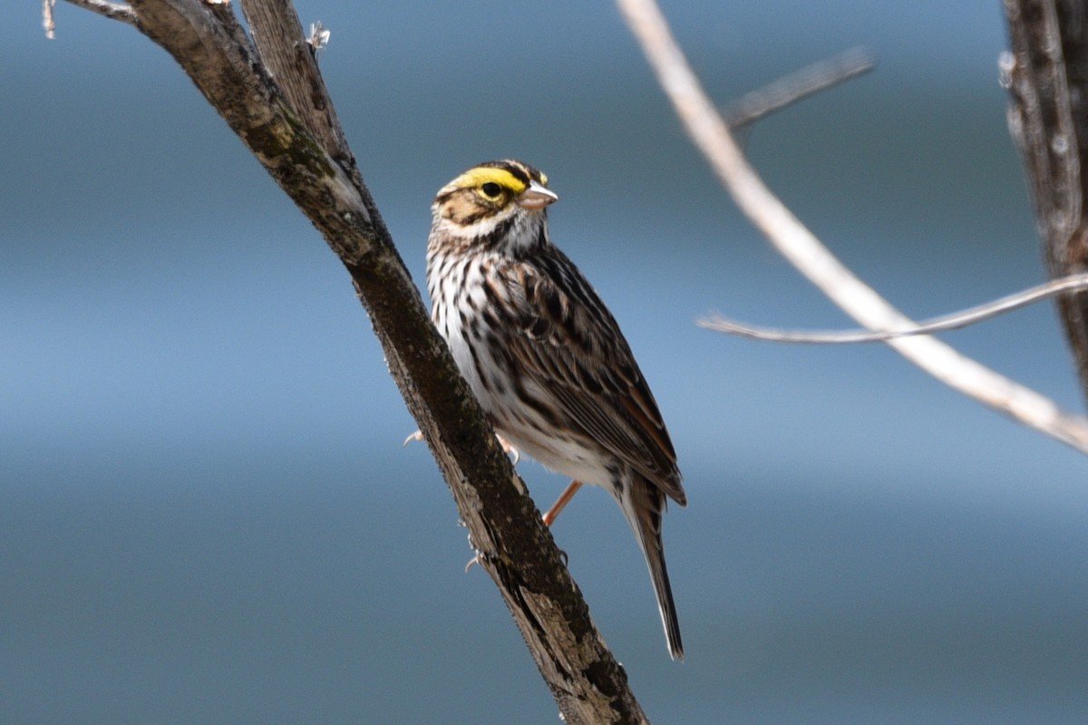 Savannah Sparrow - ML618899698