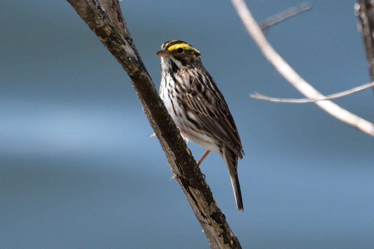 Savannah Sparrow - Shawn Taheri