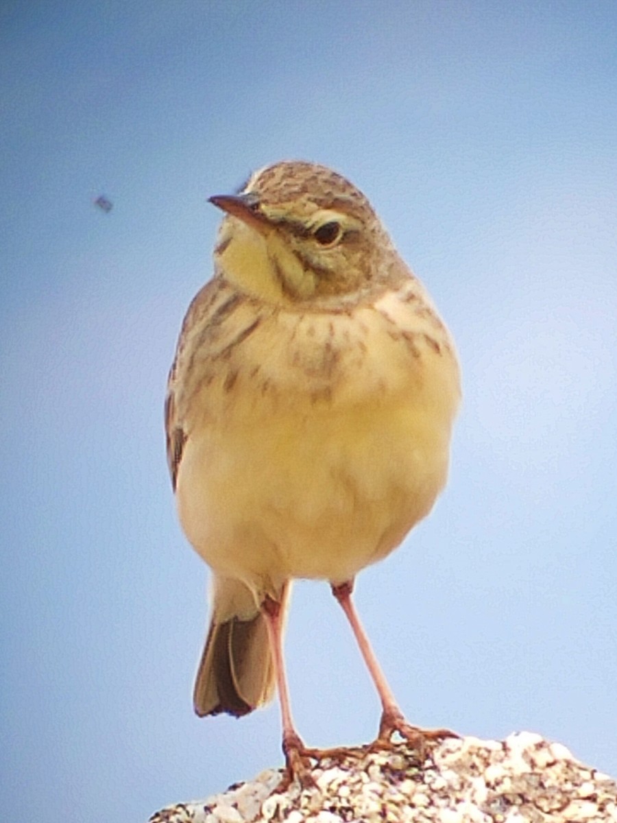 Tawny Pipit - Fernando Aranguren jimenez