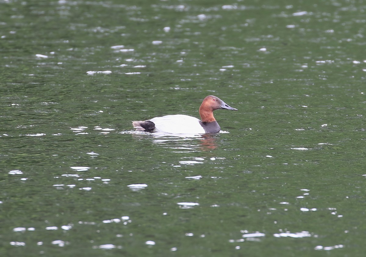 Canvasback - Evan Pannkuk