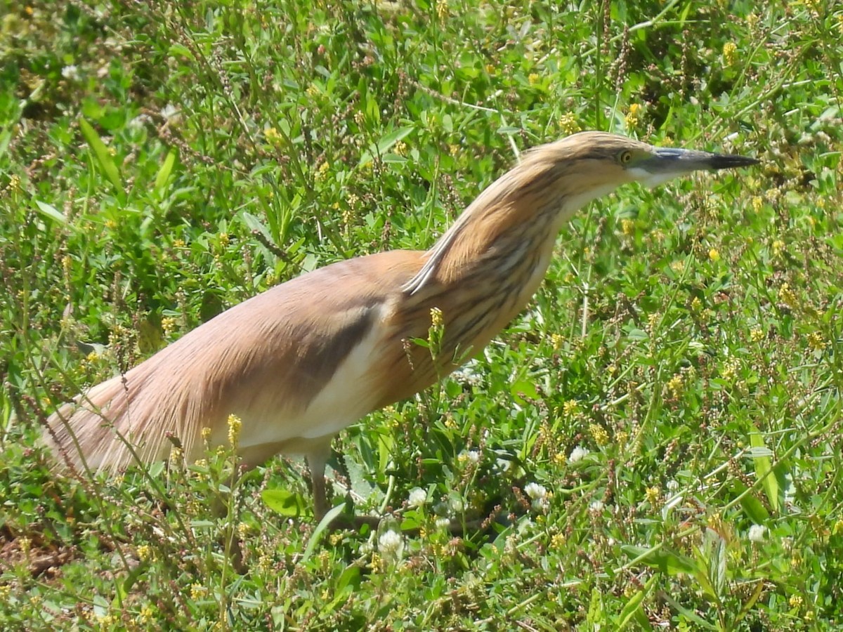 Squacco Heron - ML618899730