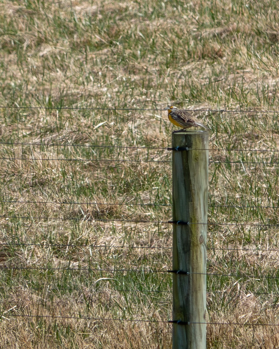 Eastern Meadowlark - Jen Driscoll