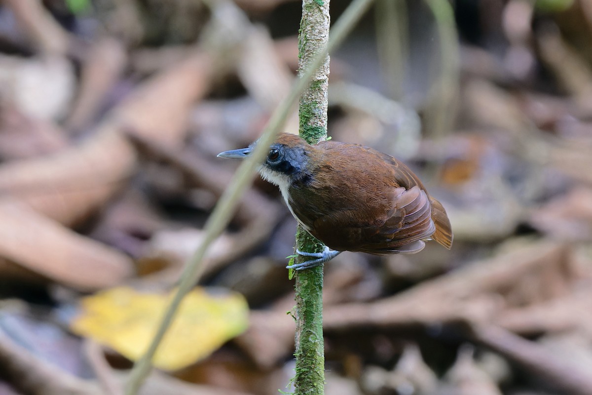 Bicolored Antbird - Zbigniew Wnuk