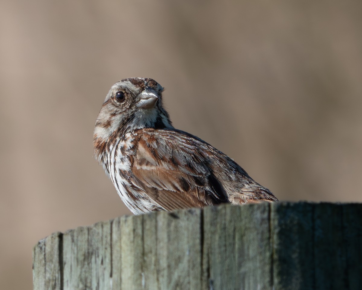 Song Sparrow - Jen Driscoll