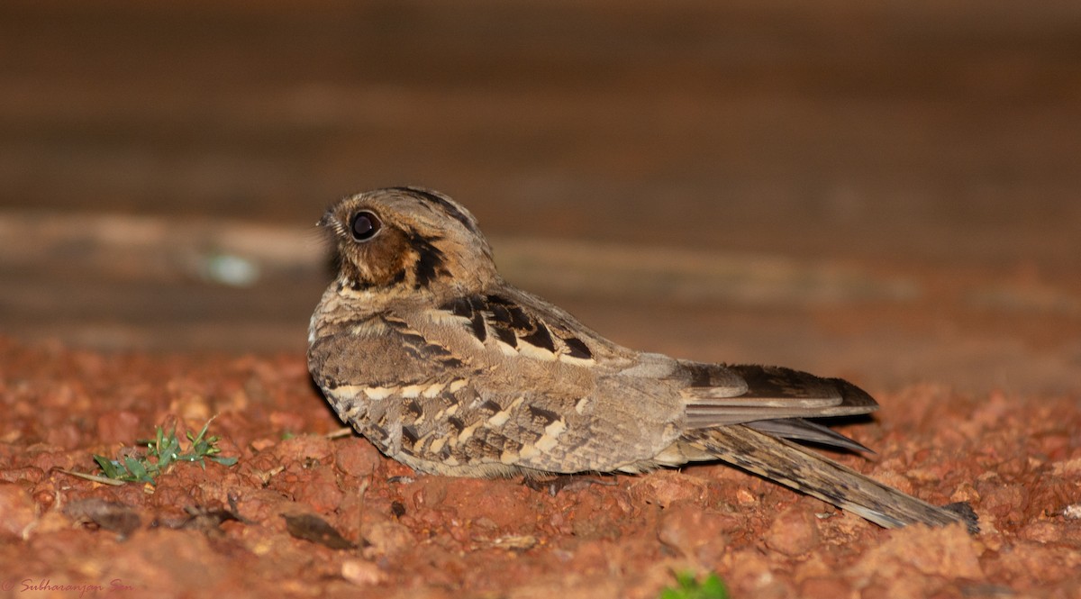 Large-tailed Nightjar - Subharanjan Sen