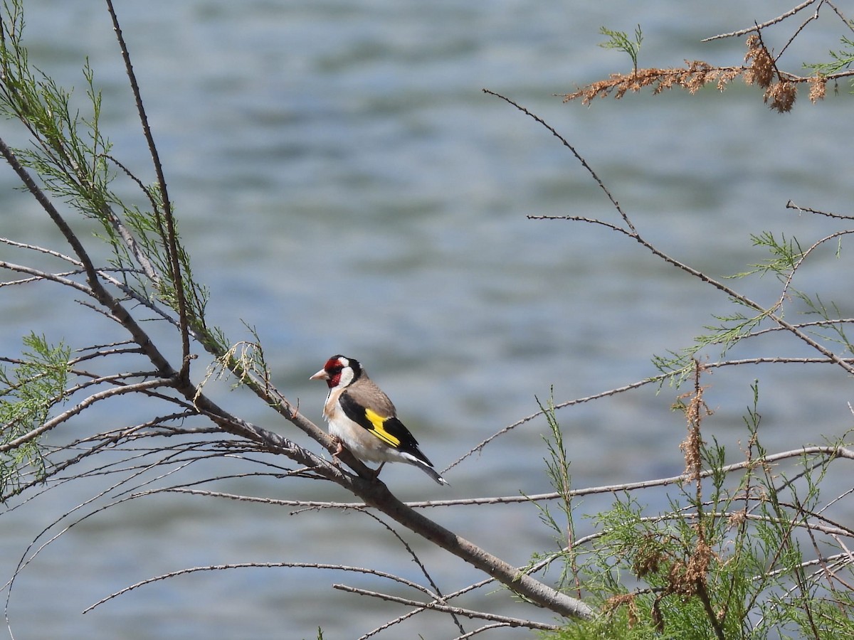 European Goldfinch - Eric van Balkum