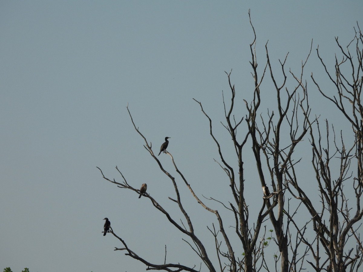 Great Cormorant - Anja Kahl