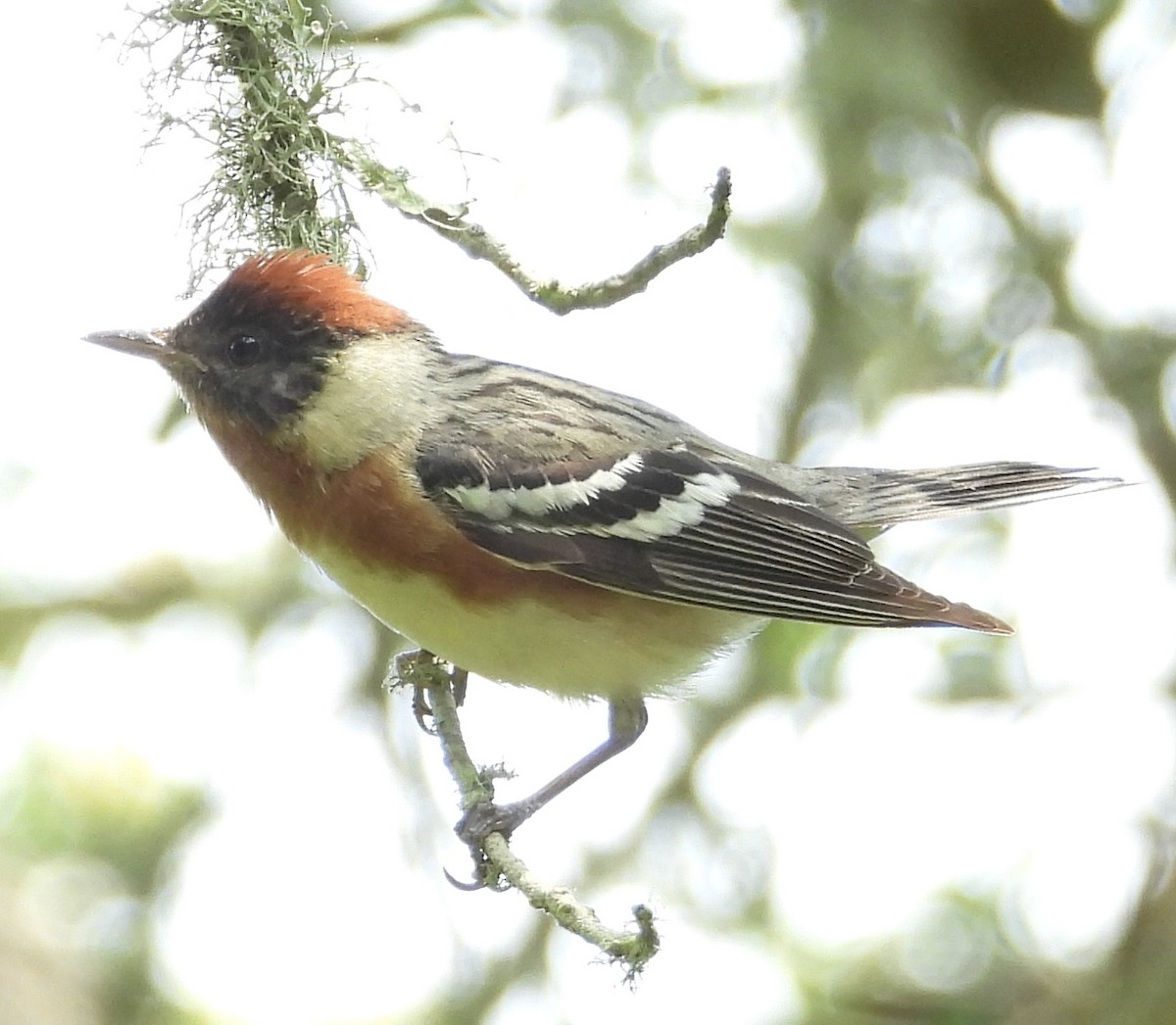 Bay-breasted Warbler - ML618899784