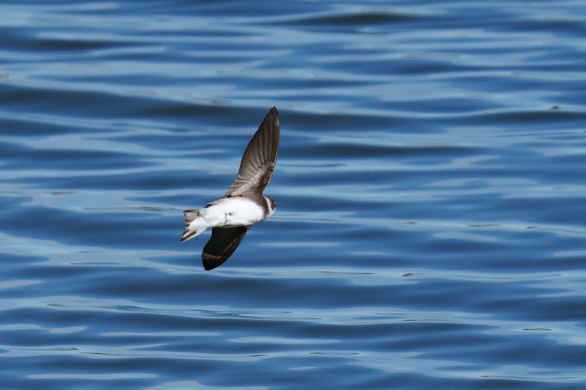 Bank Swallow - Linda Chittum