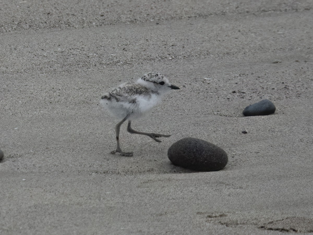 Snowy Plover - Glenn Kincaid