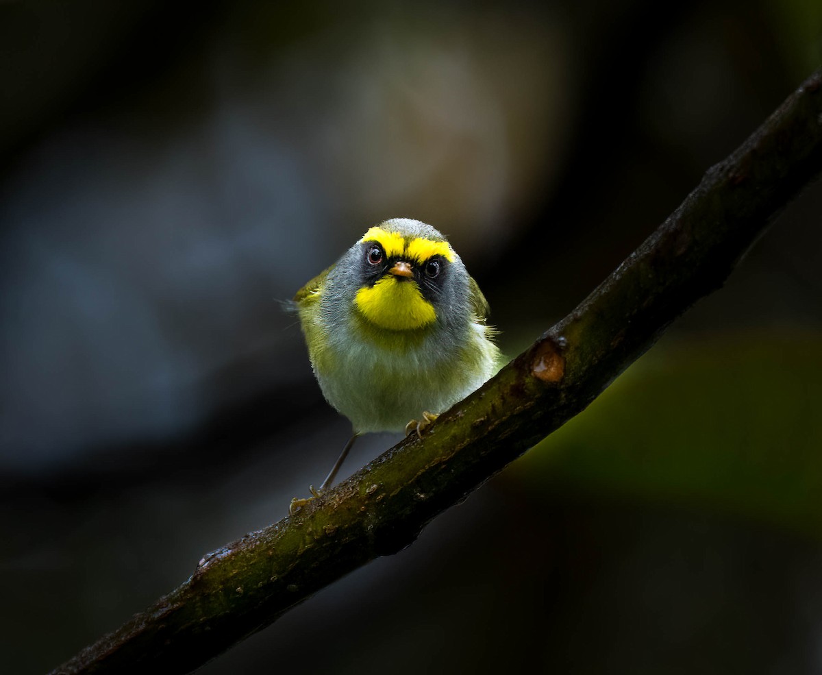 Black-faced Warbler - VIJAY S