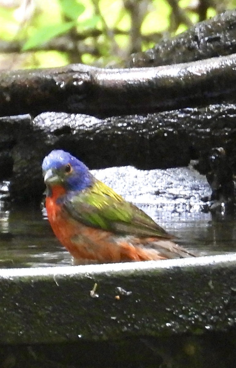 Painted Bunting - ML618899821